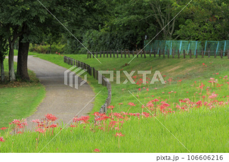 馬見丘陵公園 満開の彼岸花 馬見丘陵公園 満開の彼岸花 106606216