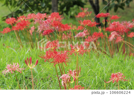 馬見丘陵公園　満開の彼岸花 106606224