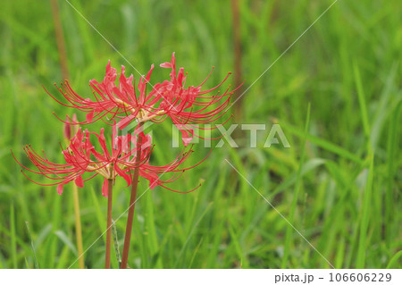 馬見丘陵公園 満開の彼岸花 馬見丘陵公園 満開の彼岸花 106606229