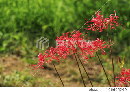 馬見丘陵公園　満開の彼岸花 106606240