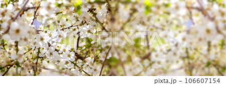 Defocus Spring background banner. White flowering tree close-up. Cherry tree branch blossom and bloom. White flowers on cherry apple tree branch. blurred bokeh background Design, border. Out of focus 106607154
