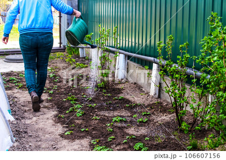 Defocus woman gardening, watering strawberries on beds from a green watering can. Unrecognisable woman watering current bush bed. Gardening hobby concept. Flower garden image. Out of focus. 106607156