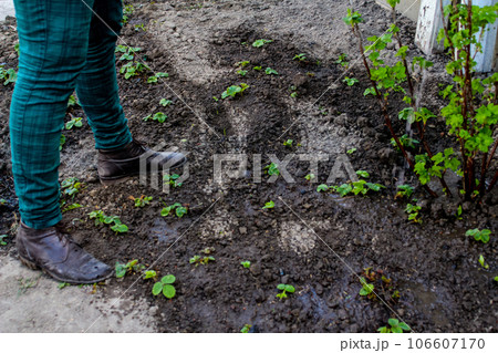 Defocus close-up gardener is standing on a beds. The farmer looking on soil. Greens. Gardening and farming. Blurred background soil. Young strawberry plants and current bush. Out of focus 106607170