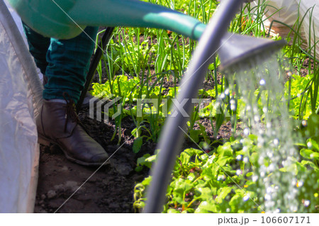 Defocus close-up water jet. Watering can on the garden. Vegetable watering can. Arc greenhouse. Radish leaves texture. Salad lettuce growing. Drops of water outdoor. Out of focus Defocus close-up water jet. Watering can on the garden. Vegetable watering can. Arc greenhouse. Radish leaves texture. Salad lettuce growing. Drops of water outdoor. Out of focus 106607171