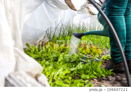 Defocus gardener is standing near a low tunnel greenhouse. The farmer watering leek and onions, salad, lettuce. Greens in the greenhouse. Gardening and farming. Organic vegetables. Out of focus Defocus gardener is standing near a low tunnel greenhouse. The farmer watering leek and onions, salad, lettuce. Greens in the greenhouse. Gardening and farming. Organic vegetables. Out of focus 106607221