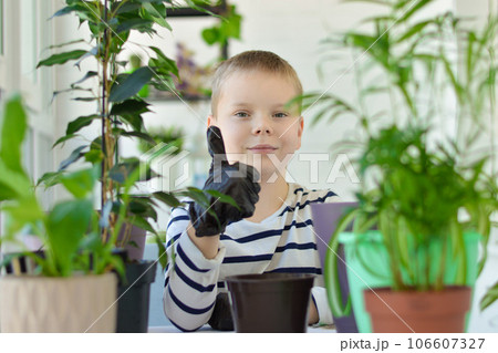 A smiling boy holds the thumbs up before transplanting houseplants in pots at home. Examines how the roots of ficus grow. Concept of gardening, hobby, home planting. 106607327