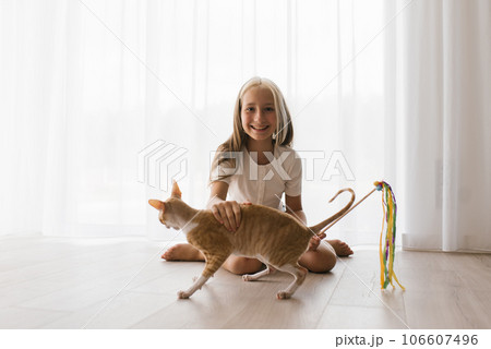 Caucasian teenage girl plays with a cornish rex cat at home on a sunny day, focusing on a pet looking at flying toys, a happy girl and the lifestyle of pets. 106607496