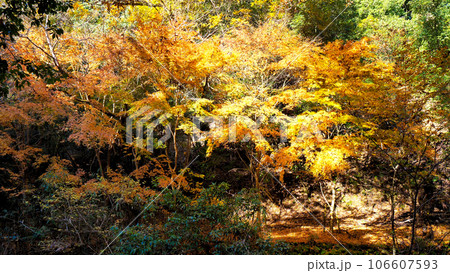 摂津峡の紅葉 106607593