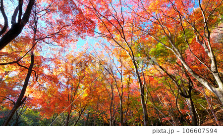 摂津峡の紅葉 106607594