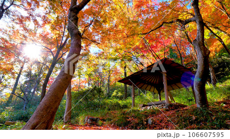 摂津峡の紅葉 106607595