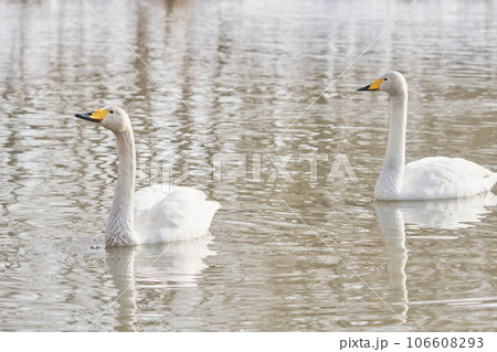 北海道の春に訪れるハクチョウ 106608293