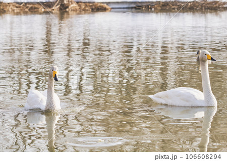 北海道の春に訪れるハクチョウ 106608294