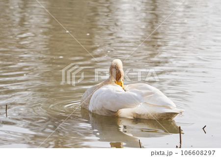 羽繕いをする北海道の春に訪れるハクチョウ 106608297