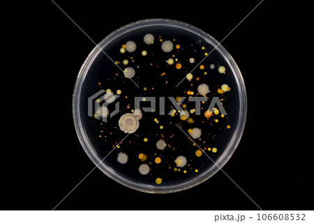 寒天培地に生育した細菌のコロニー 106608532