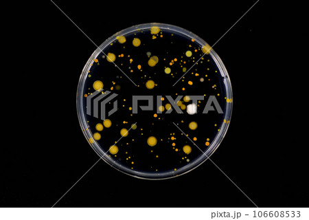 寒天培地に生育した細菌のコロニー 106608533