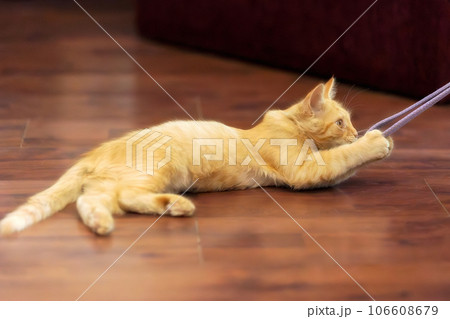 Portrait of Playful Ginger cat lying, play time 106608679