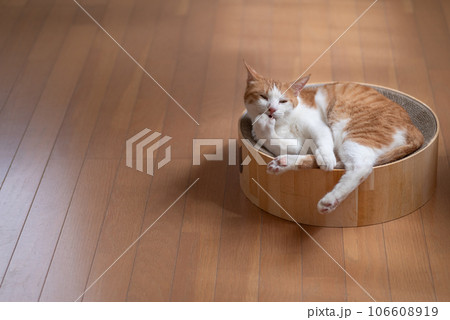くつろぐ猫 茶トラ白 くつろぐ猫 茶トラ白 106608919