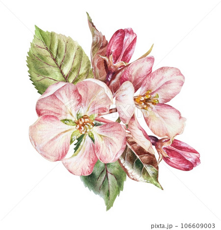 Cherry blossom bouquet on isolated white background. Watercolor botanical illustration of Sakura. Floral sketch of apple Flower and leaves. Hand drawn spring clipart. Drawing of blooming almond 106609003