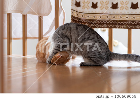 ケンカする二匹の猫 ケンカする二匹の猫 106609059