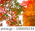 赤、オレンジ、緑のカラフルな紅葉 106609234
