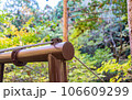 中津川・秋の付知峡 106609299