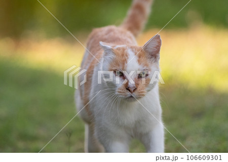 歩く猫 茶白猫 歩く猫 茶白猫 106609301