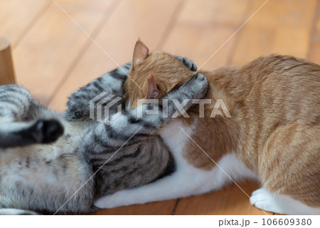 ケンカする二匹の猫 ケンカする二匹の猫 106609380