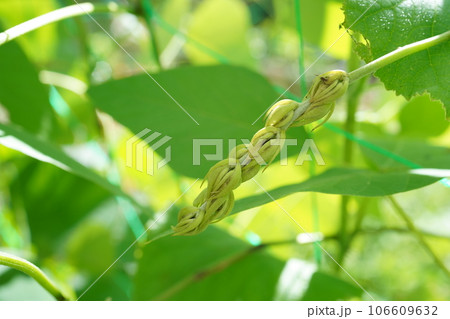 ムクナ豆の蕾 ムクナ豆の蕾 106609632