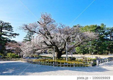桜咲く金沢兼六園 金沢の観光スポット 満開の桜と日本庭園 旭桜 石川県観光名所 日本三名園 桜咲く金沢兼六園 金沢の観光スポット 満開の桜と日本庭園 旭桜 石川県観光名所 日本三名園 106609869