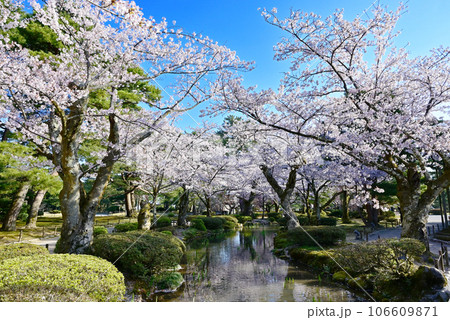 桜咲く金沢兼六園　金沢の観光スポット　満開の桜と日本庭園　石川県観光名所　日本三名園 106609871