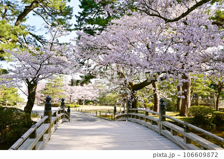 桜咲く金沢兼六園　金沢の観光スポット　満開の桜と日本庭園　石川県観光名所　日本三名園 106609872