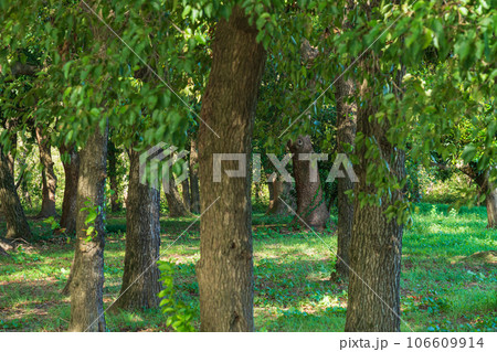 森林・環境 イメージ 106609914