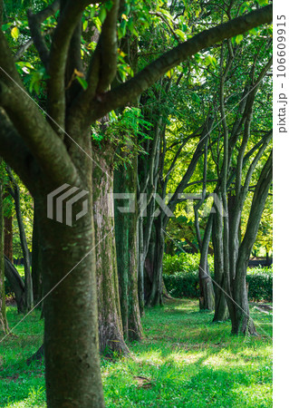 森林・環境 イメージ 106609915