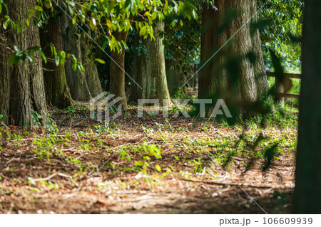 森林・環境 イメージ 森林・環境 イメージ 106609939