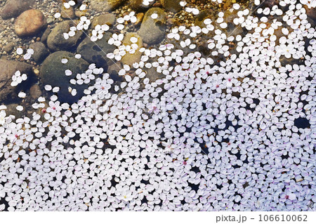 花筏 桜の花びらと水面 春イメージ 背景素材 イメージ素材 テクスチャー 花筏 桜の花びらと水面 春イメージ 背景素材 イメージ素材 テクスチャー 106610062