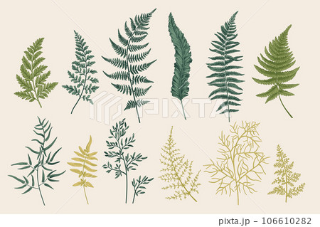 Set with fern leaves Set with fern leaves 106610282