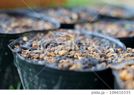 ムクナ豆の発芽 106610335