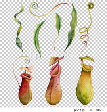 Carnivorous Plant High-Res Vector Graphic - Getty Images