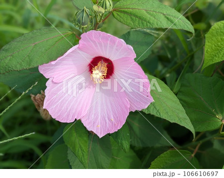夏の庭に咲くピンク色のフヨウの花 夏の庭に咲くピンク色のフヨウの花 106610697