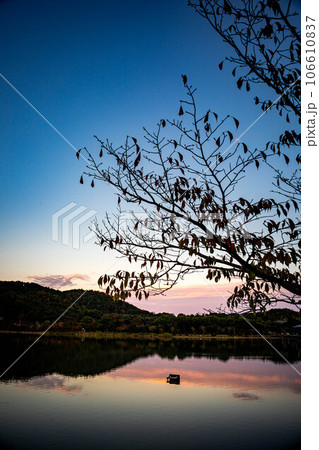 嵯峨野の秋、広沢池の黄昏は影絵のように静かな夕焼けの水鏡、ほとりの葉桜のシルエット 嵯峨野の秋、広沢池の黄昏は影絵のように静かな夕焼けの水鏡、ほとりの葉桜のシルエット 106610837