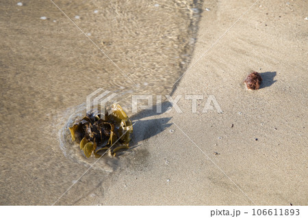 春の海、波打ち際の海藻 106611893