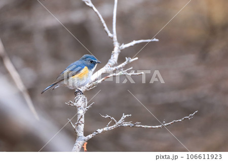 ルリビタキ雄 106611923