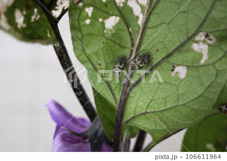 ナスの葉についているテントウムシダマシ ナスの葉についているテントウムシダマシ 106611964