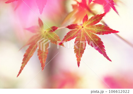 鮮やかな秋の紅葉 106612022