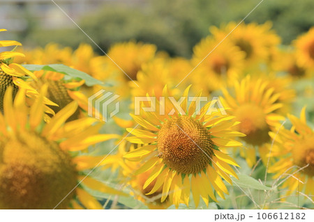 青空に咲くひまわり ひまわり ひまわりの花 青空に咲くひまわり ひまわり ひまわりの花 106612182