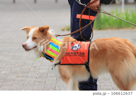 救助犬　災害救助犬　 106612637