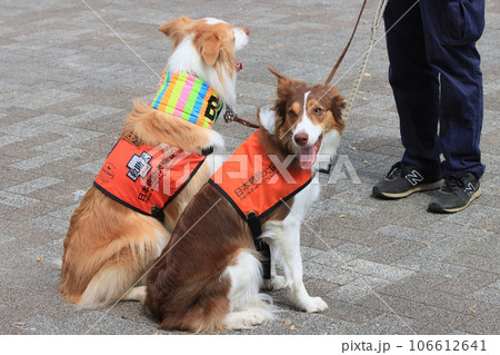 救助犬 災害救助犬  救助犬 災害救助犬  106612641
