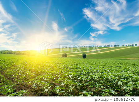 Green sunflower field and and bright sun on blue sky. Green sunflower field and and bright sun on blue sky. 106612770