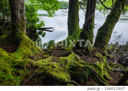 【太古の森】白駒の池【夏】 【太古の森】白駒の池【夏】 106612907