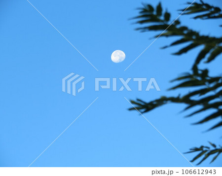 9月初めの朝の月 106612943